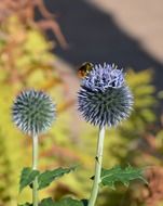 two thistle flowers and a small insect