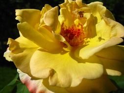 yellow rose blossom macro shot