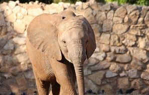 cute little elephant safari