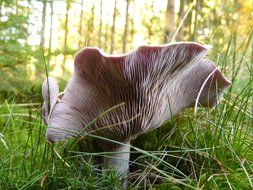 Brown toxic mushroom in the forest