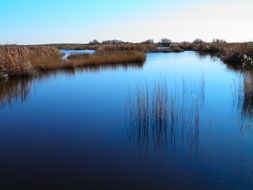 lake with blue water with dry reeds