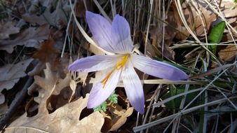 crocus flower in spring forest