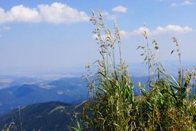 tall grass in view of distant mountains, landscape