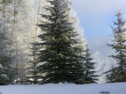 trees in white frost