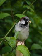 sparrow with bread crumb