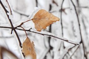 frozen tree branch with leaf