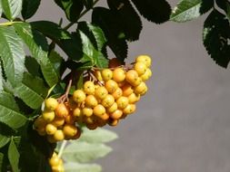 yellow rowan on a bush