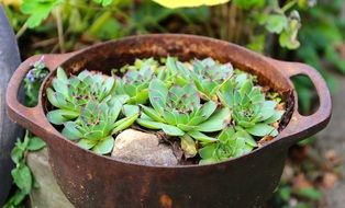 Green plants in the pot