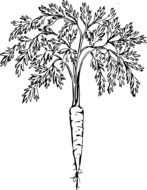 carrot root