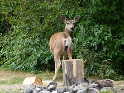deer near the bushes in the forest