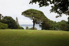 pine tree on the garden lawn