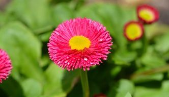 pink daisy flowers in spring