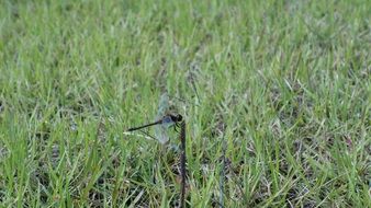 dragonfly on green grass close-up