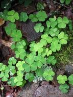 Green clover bushes on the woods