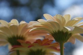 comely gerbera flower