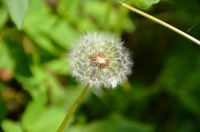 Macro photo of dandelion seeds