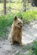 Yorkshire Terrier on a forest road