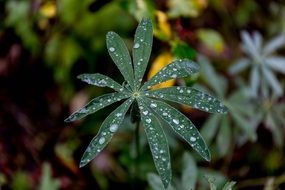 green leaf on lupine plant