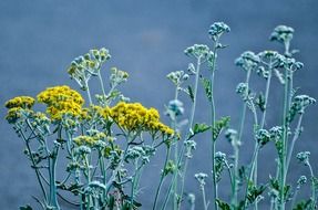 flowers of spring gardening