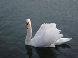 white swan swims through the calm water on the pond
