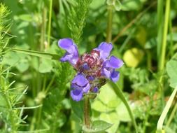 cute small accentor flower