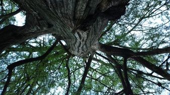 Green branches of the tall trees