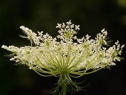 Picture of wild carrot plants