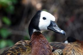 whistling duck with white face