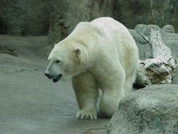 Polar bear near the stone