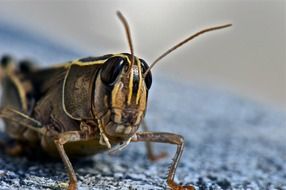 Photo of a grasshopper closeup