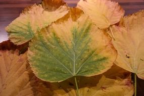 mountain elm yellow and green leaves