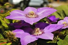 purple flowers spring closeup on a blurred background