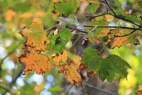 yellow maple leaves on a branch