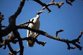 royal bird on branch sitting portrait