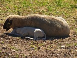 portrait of cute lamb with mother