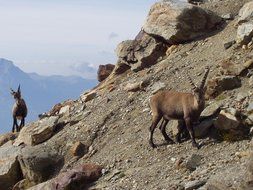 wild ibex in the mountains