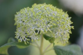 gorgeous flower close-up shot