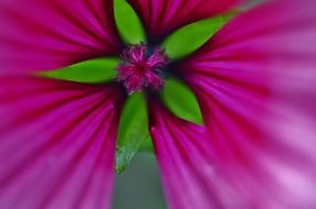 pink flower with cute petals