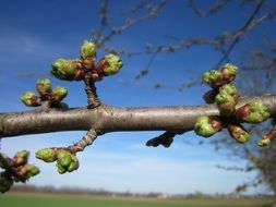 green buds on cherry close-up