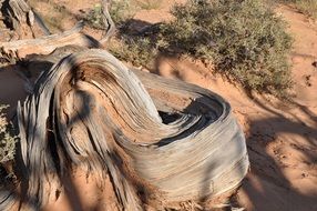 tree roots in sand in nature