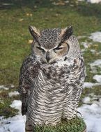 Owl on a wooden post in winter