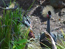 pretty eastern crowned crane bird