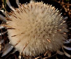 wild flower with fluffy inflorescence