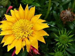 yellow flower with pointed petals in raindrops