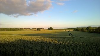 sunset over the green field