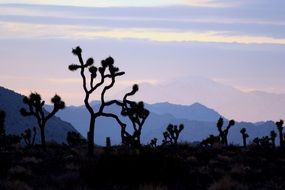 desert sunset landscape