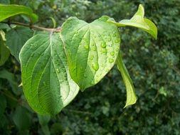 incomparable leaf green