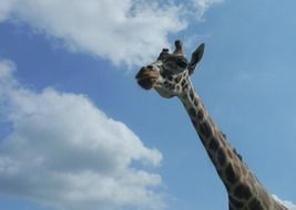 giraffe head on long neck at sky, tanzania, serengeti