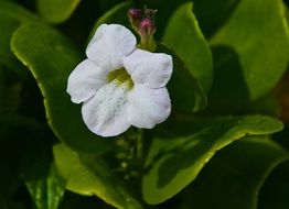 a nice garden flower