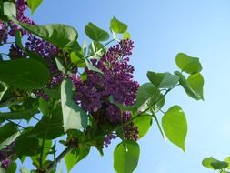 lilac purple blossom